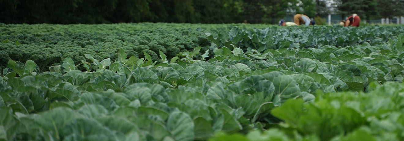 Become an Organic Inspector
